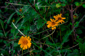 Flor amarela na grama verde