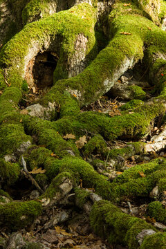 Moss-covered root system on old tree
