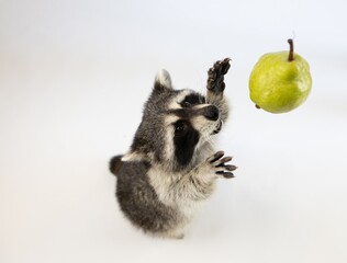 Obraz premium Give me a pear