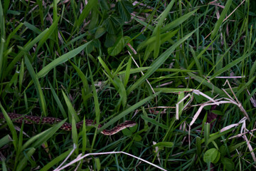 Cobra em gramado verde