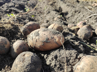 Harvesting potatoes in the field