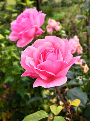 Roses in the garden near the house among green leaves