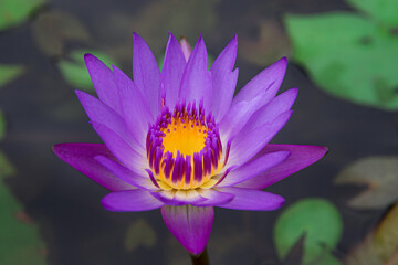 Vibrant purple lotus bloom with stunning color contrast. Bright purple water lily in full bloom...