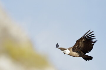 Buitre leonado (gyps fulvus) Segovia España