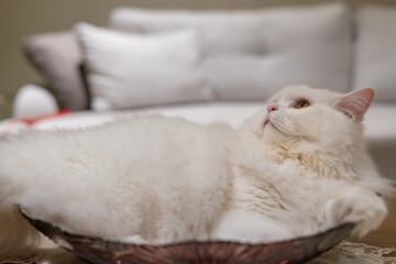 White chinchilla persian cat looking. White cat fluffy fur