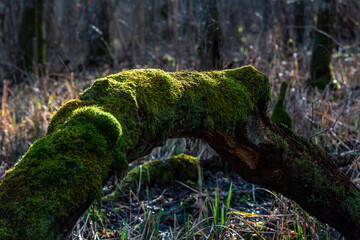 Obraz premium Forest, trees, trunks, roots, pines, firs