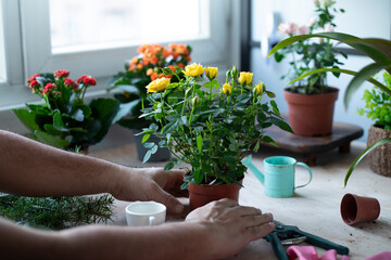 flowers near window of house