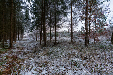 Wald mit etwas Schnee