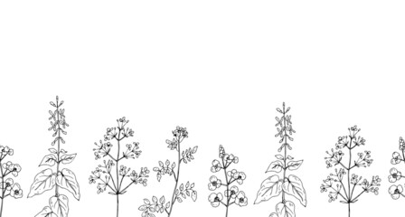Wild flowers. Line drawing. Vector illustration.