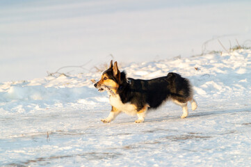 cute corgi carries a stick on a sunny winter day