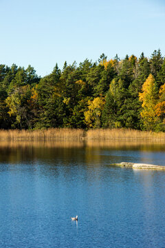 Seabird in quiet bay with autumn-clad forest island in the background