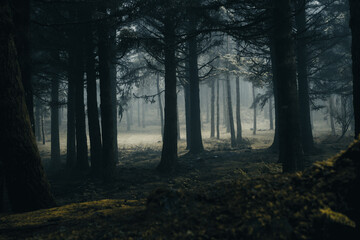 Naklejka premium Dunkler Wald