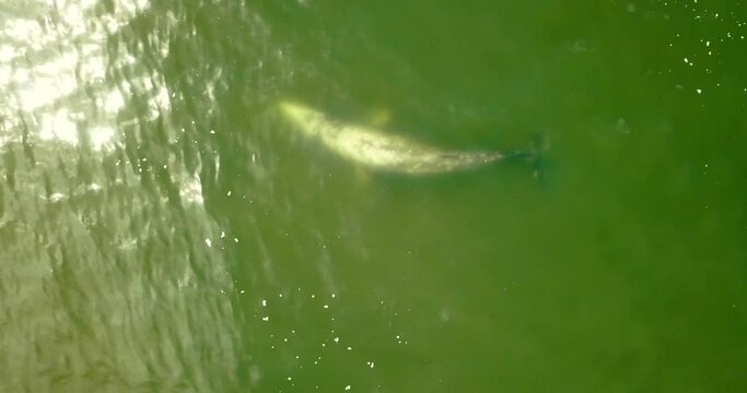 Aerial Top Panning Shot Of Wild Fish Swimming In Sea - Ruby Beach, Washington