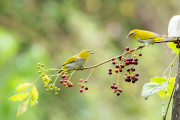 An oriental white eye feeding on fruits on the outskirts of Bangalore