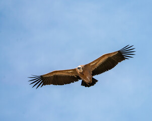 wild vulture pyrenees