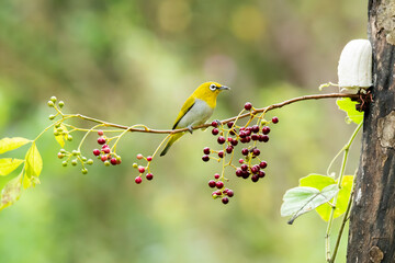 An oriental white eye feeding on fruits on the outskirts of Bangalore