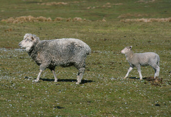 Fototapeta premium Mouton race Falkland, brebis, Ile Carcass, Iles Falkland, Malouines