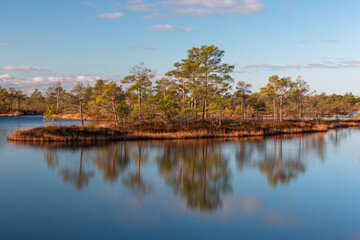 Obraz premium Sunny Morning in Kemeri National Park