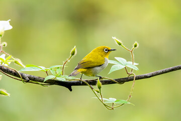 An oriental white eye feeding on fruits on the outskirts of Bangalore
