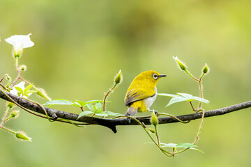 An oriental white eye feeding on fruits on the outskirts of Bangalore