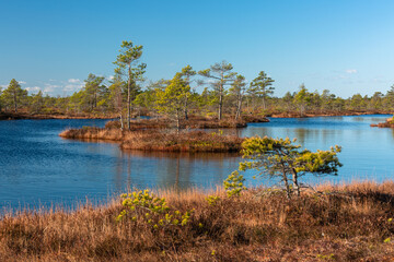 sunny Morning in Kemeri National Park