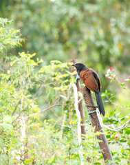 A greater caucal sitting on a tree branch in the bushes on the outskirts of Bangalore