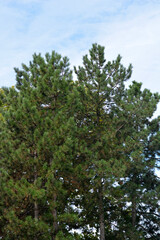 Fototapeta premium Black pine