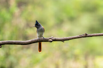 A female paradise flycatcher perched on a small twig of a bush on the outskirts of Bangalore