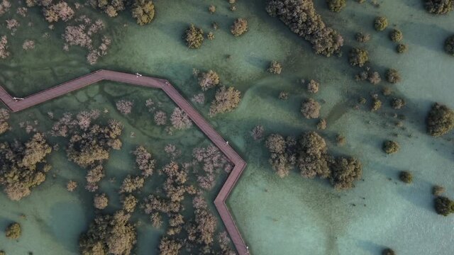 Aerial view on unique ecosystem in Abu Dhabi, mangroves along the coastline