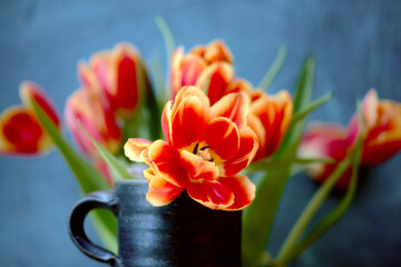 Tulip in orange with place for text retro vintage
