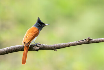 A female paradise flycatcher perched on a small twig of a bush on the outskirts of Bangalore