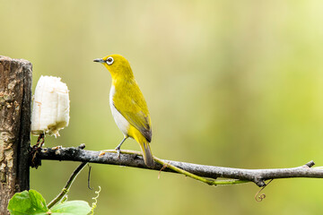 An oriental white eye feeding on fruits on the outskirts of Bangalore