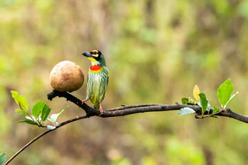 A coppersmith barbet eating fruits on the outskirts of Bangalore from a bird hide