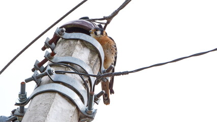 American kestrel (Falco sparverius) perched on a power pole in Cotacachi, Ecuador - obrazy, fototapety, plakaty