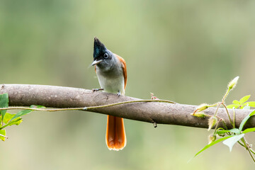 A female paradise flycatcher perched on a small twig of a bush on the outskirts of Bangalore