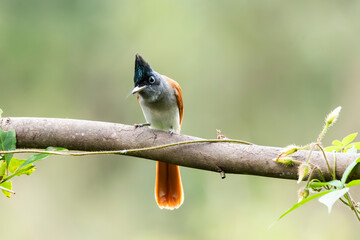 A female paradise flycatcher perched on a small twig of a bush on the outskirts of Bangalore