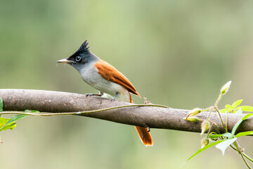 A female paradise flycatcher perched on a small twig of a bush on the outskirts of Bangalore