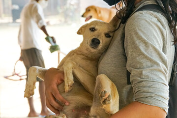 rescued dog is cuddled by a volunteer