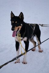 Alaskan husky of black and white red color with erect ears is standing in harness and waiting for start of race. Northern sled dog breed, mix of best fast and energetic.