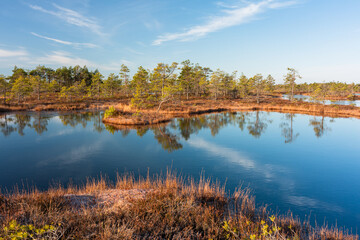 Sunny Morning in Kemeri National Park