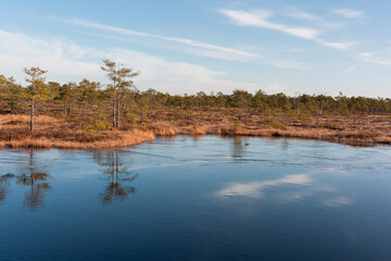 Sunny Morning in Kemeri National Park