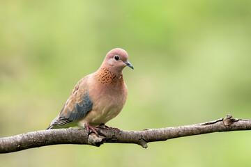 A laughing dove sitting on a small branch of a bush on the outskirts of Bangalore on a cloudy day