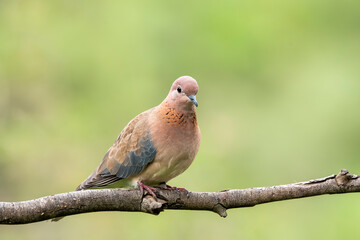 A laughing dove sitting on a small branch of a bush on the outskirts of Bangalore on a cloudy day