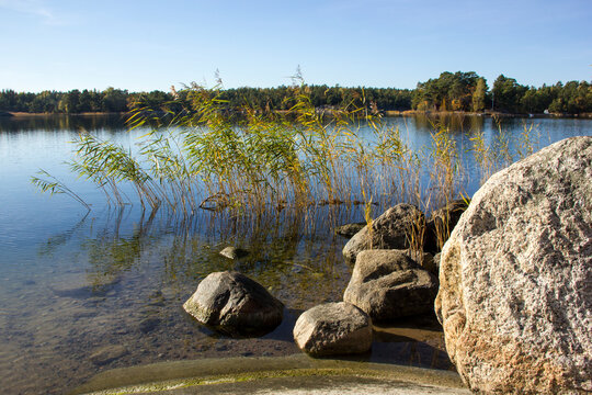 Reed and rock in quiet bay with clear water and autumn-colored forest