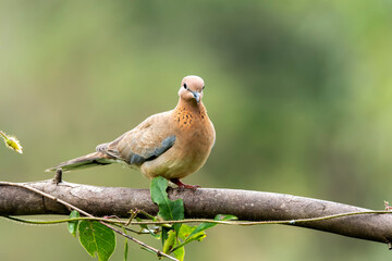 A laughing dove sitting on a small branch of a bush on the outskirts of Bangalore on a cloudy day