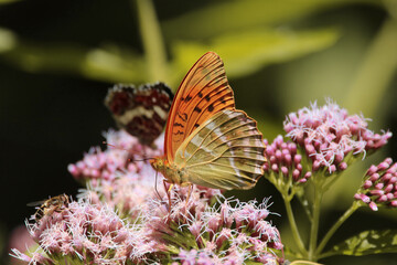 Butterfly in spring sits on flower.