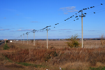 wire fence in the field