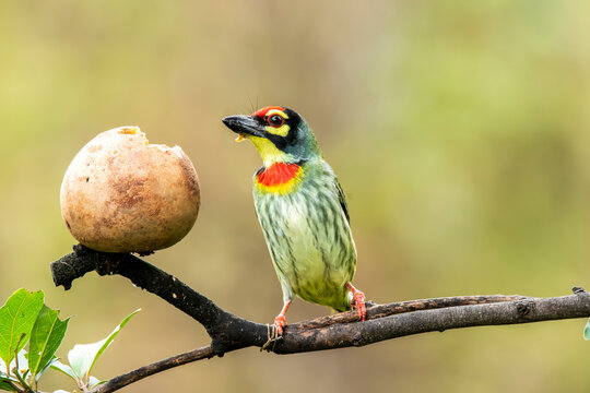 A coppersmith barbet eating fruits on the outskirts of Bangalore from a bird hide