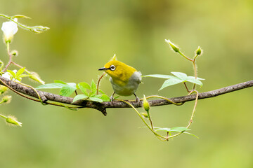 An oriental white eye feeding on fruits on the outskirts of Bangalore