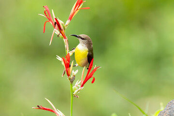 A purple rumped sunbird drinking nectar from a flower on the outskirts of Bangalore